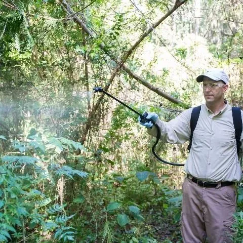 thumbnail for publication: Herbicides to Kill Invasive Trees in Home Landscapes and Surrounding Natural Areas